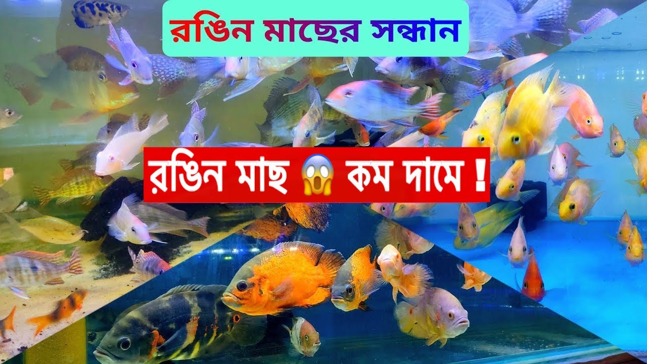 কম দামে নানা রকমের রঙিন মাছ পাওয়া যায় || হাসনাবাদ পাখির হাট