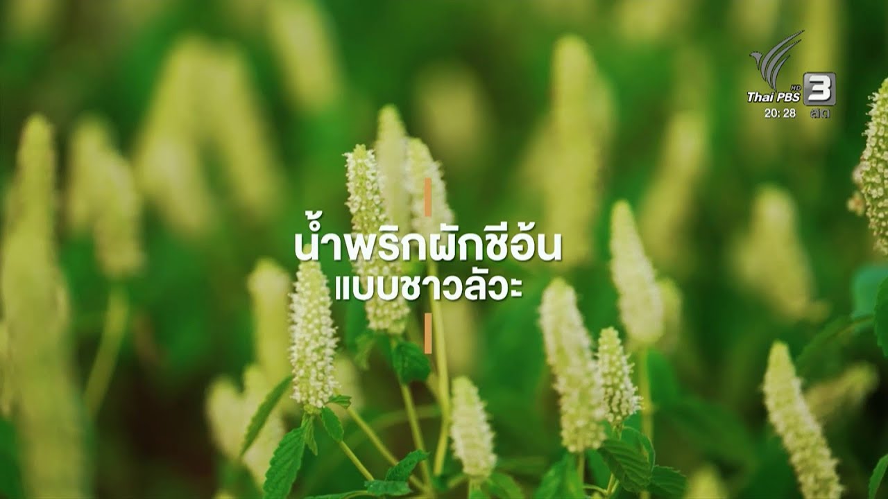 สารคดีสั้น 