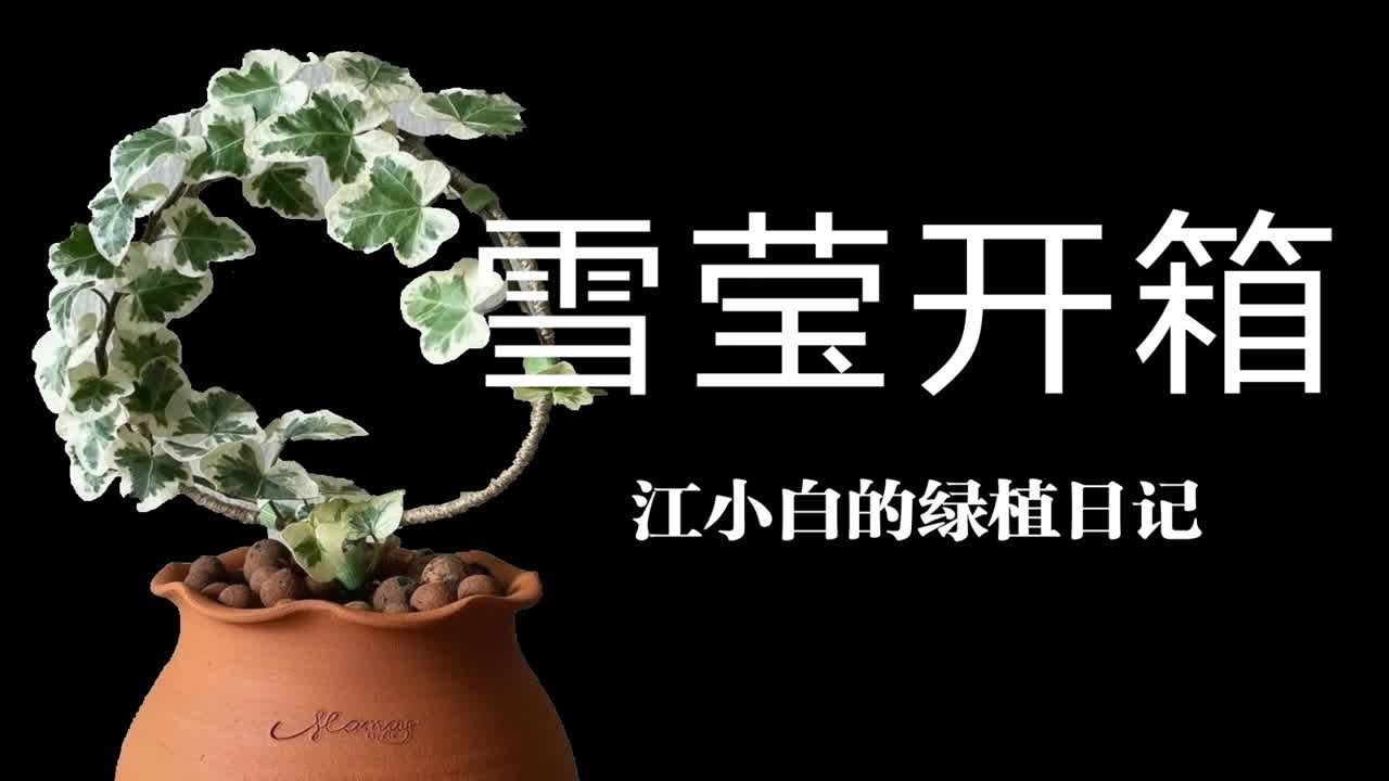 【植物开箱】一款可以自由DIY的绿植，你值得拥有它！雪莹常春藤