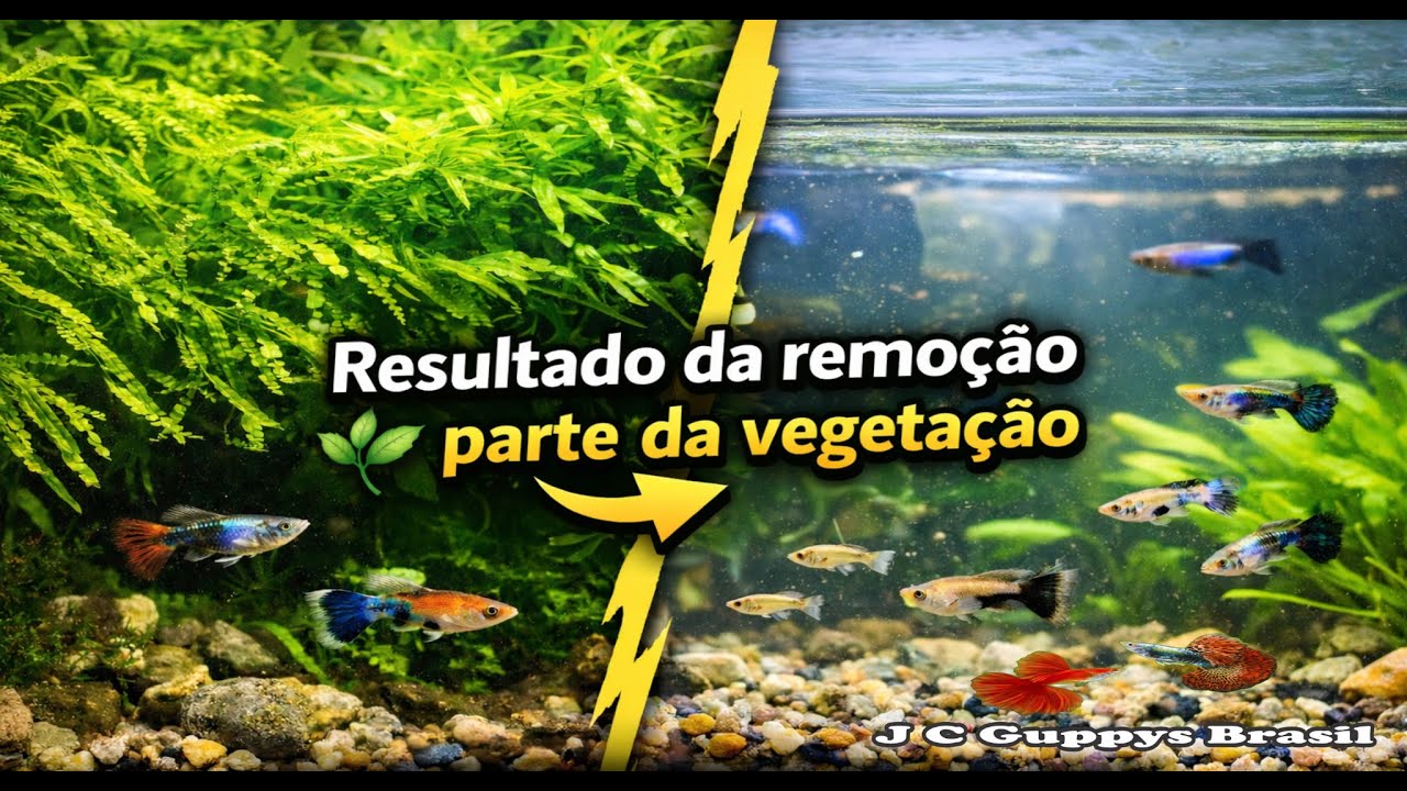 Retirei o excesso de plantas 🌱: veja como ficou a criação dos Guppys 🐟!
