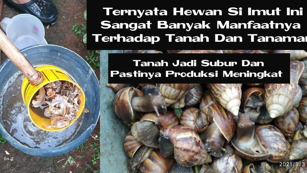 Cara Membuat Asam Amino Dari Bekicot Dan Manfaat Untuk Tanaman