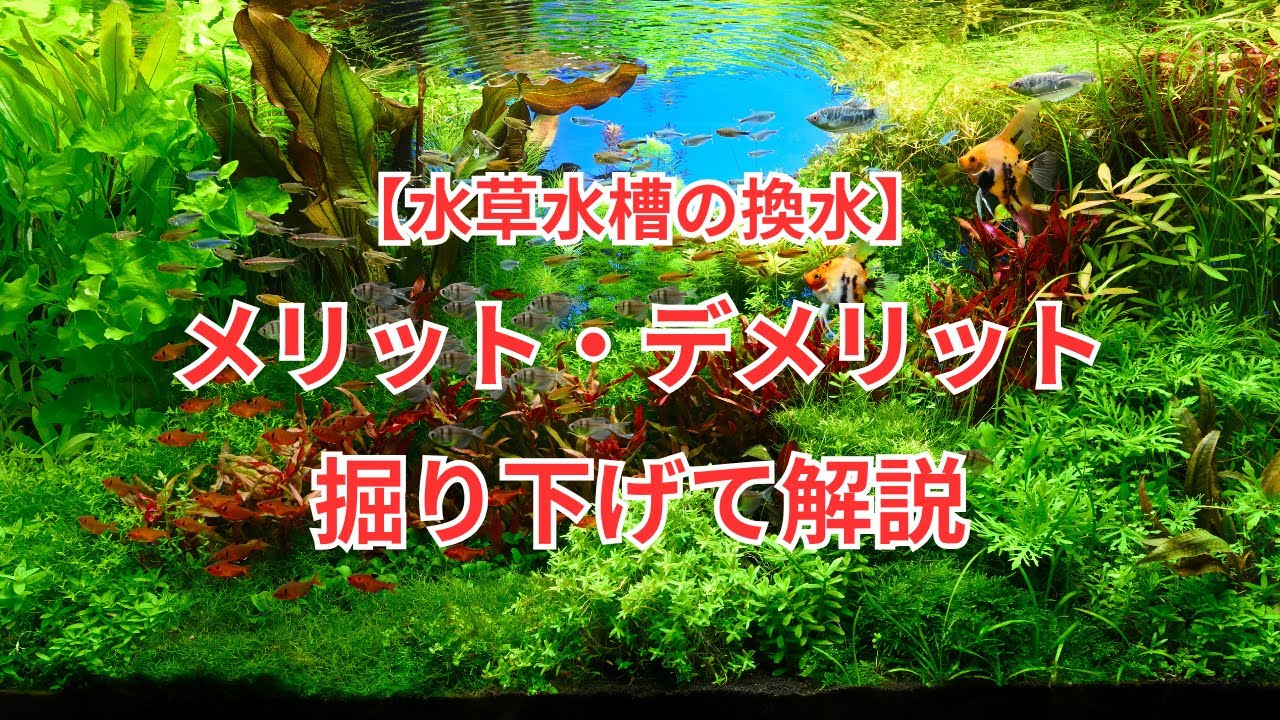 【水草水槽の換水】メリット・デメリットを掘り下げて解説します！