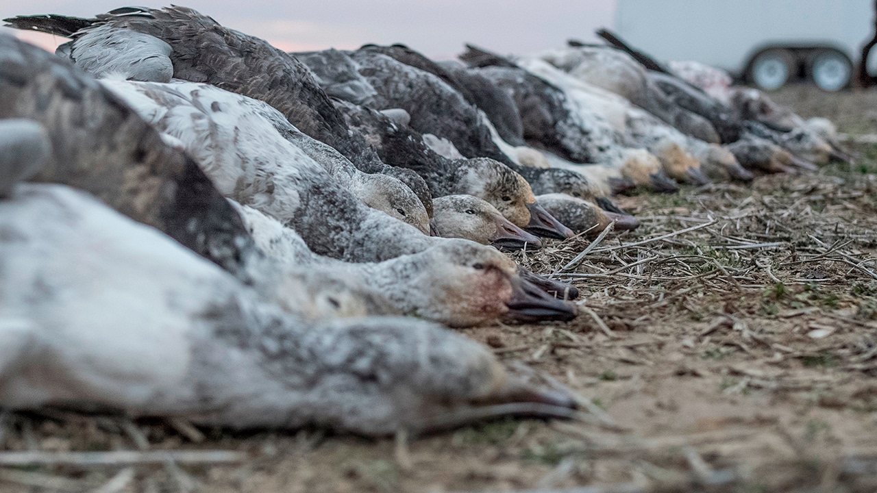 The X: Incredible Illinois Snow Goose Hunting