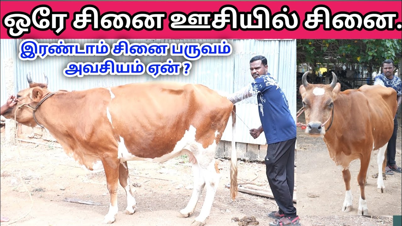 மாட்டிற்கு சினை ஊசி போடுதல் | Madu sinai Oosi | Artificial Insemination in Cow | சினை ஊசி |கறவை மாடு