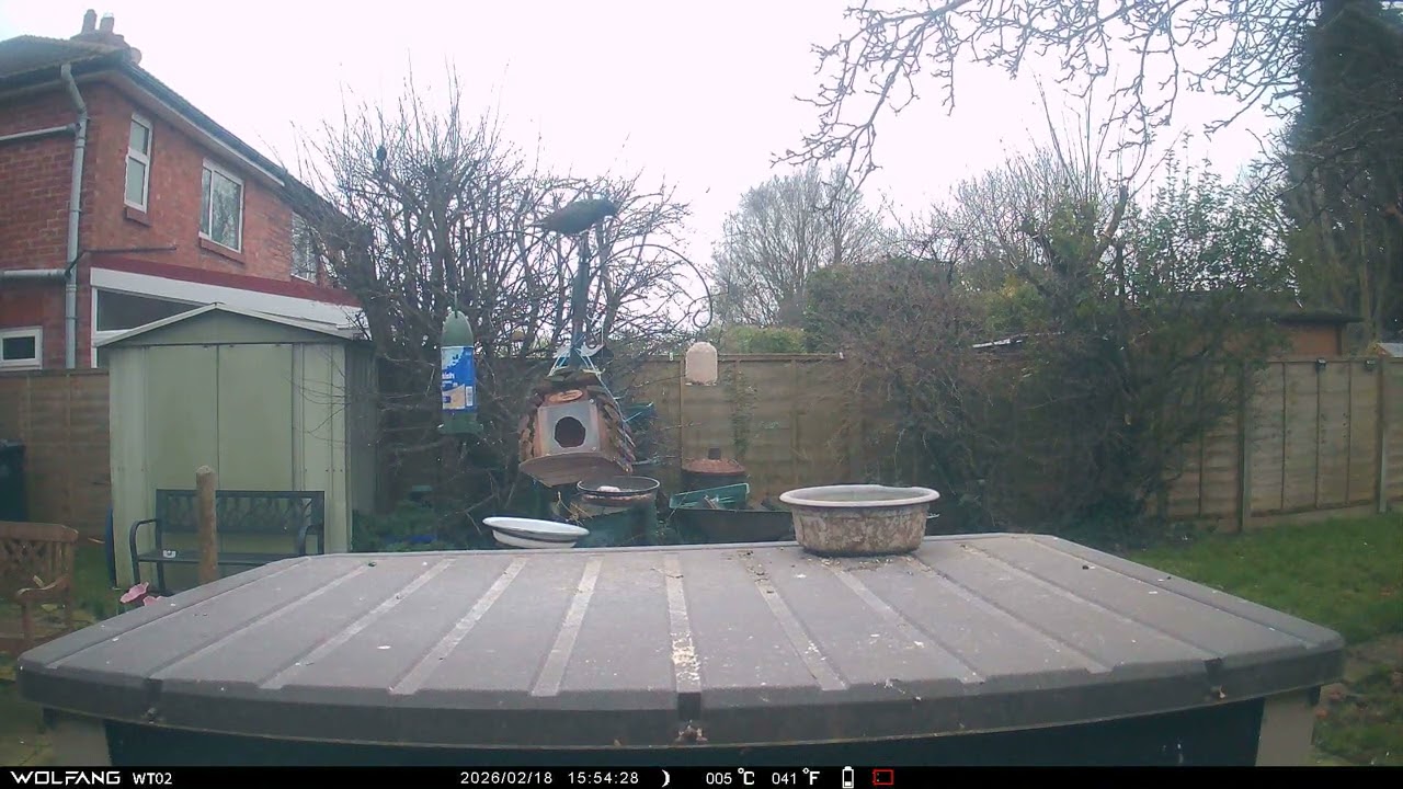 Squirrel Pigeons Starling 2