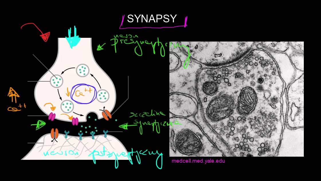 Synapsy