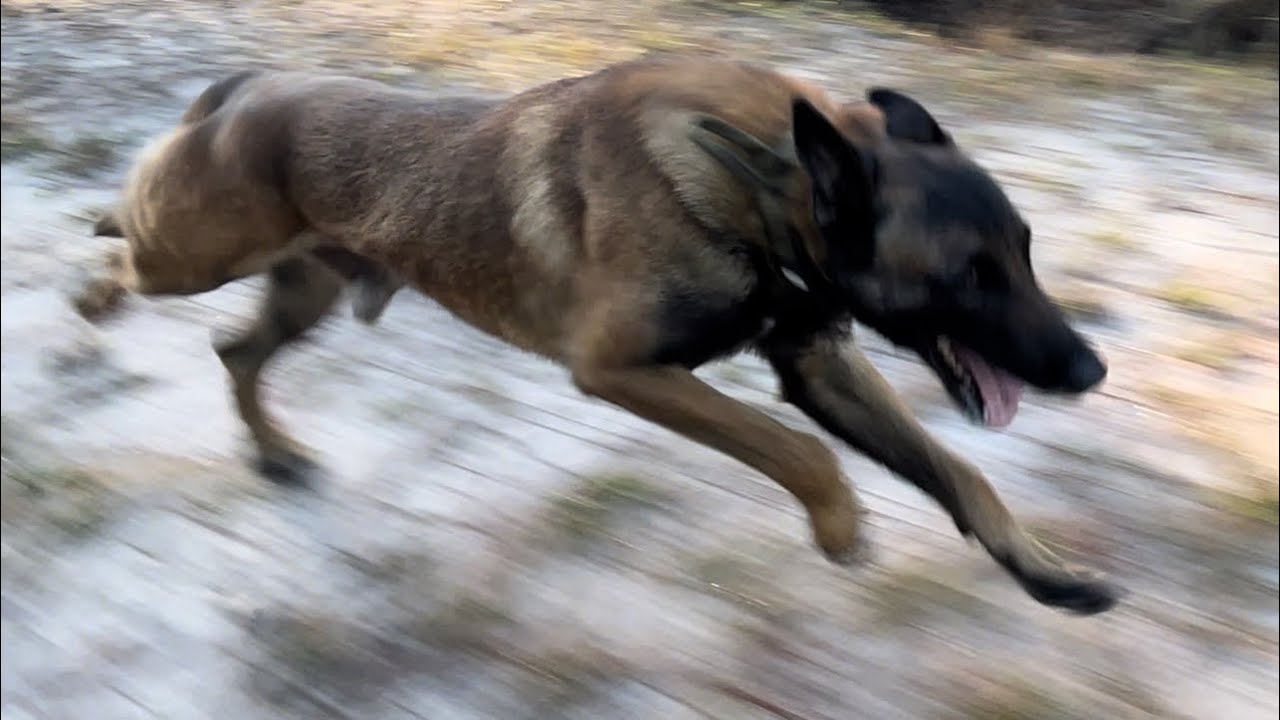 Belgian Malinois Running Exercising