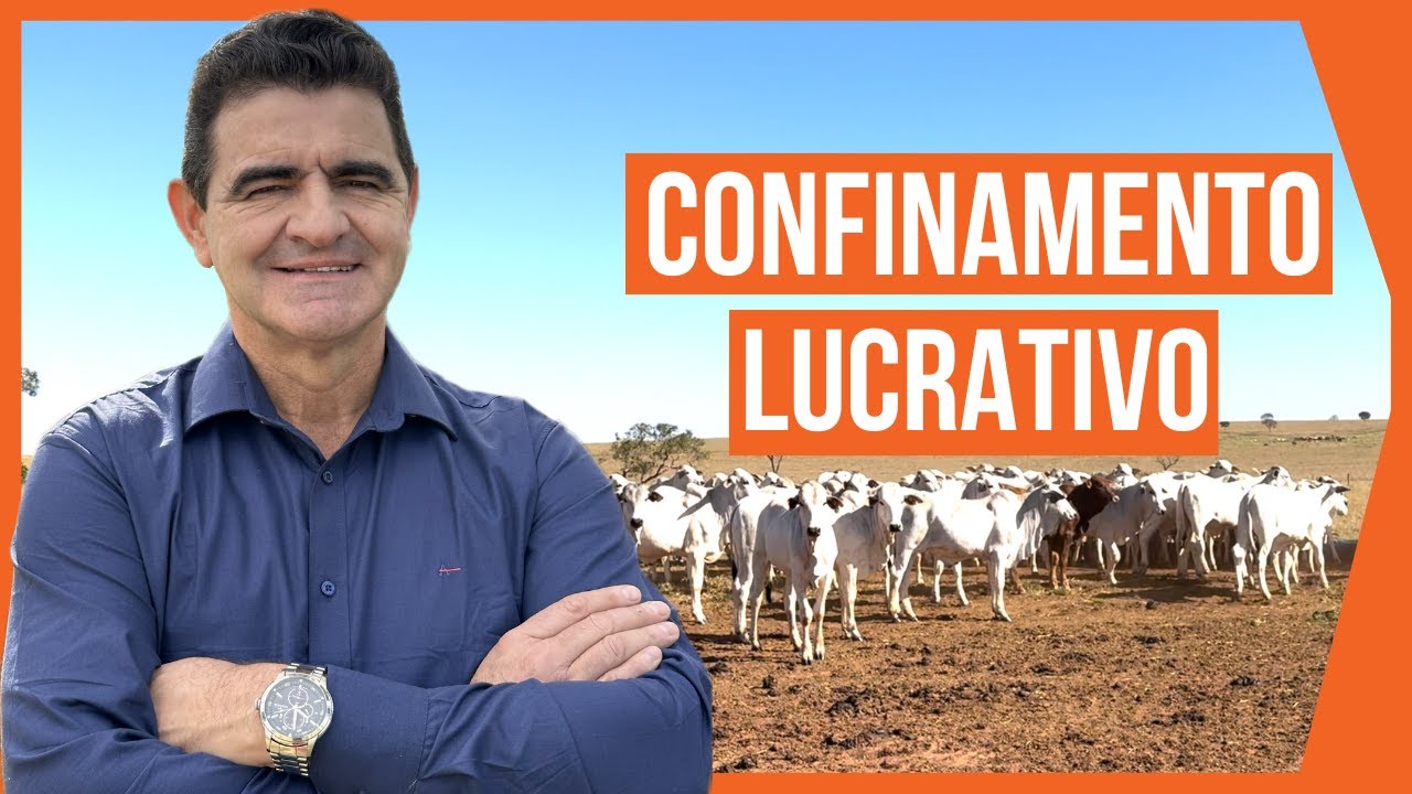 450 NOVILHOS EM 28 HECTARES - Projeto ROTACIONADO ADUBADO e IRRIGADO #parte3