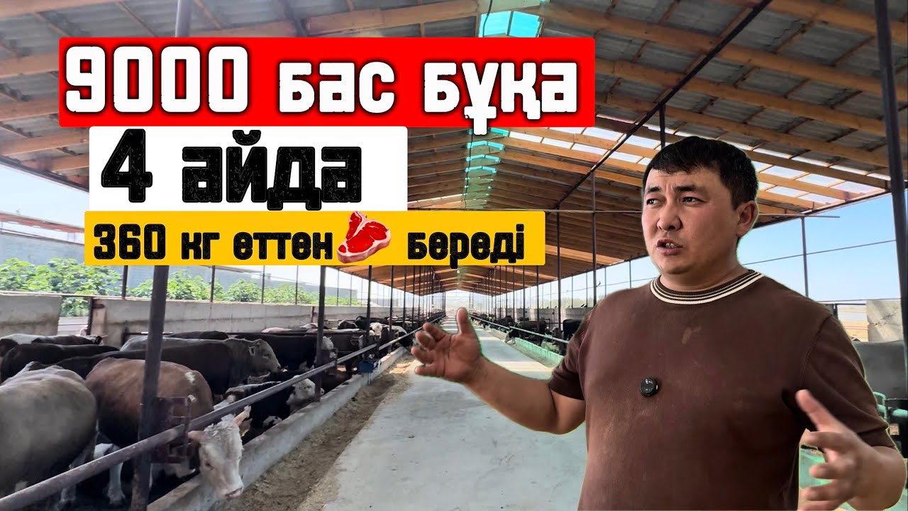 9000 бас бұқаны 4 айда бордақылайды 350-400 кг ет алады әр қайсысынан