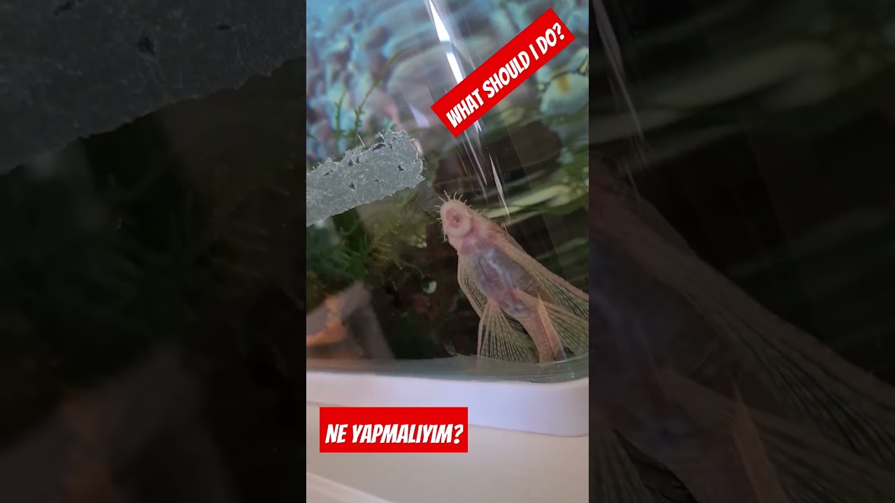Pleco Bloated Stomach-Dropsy