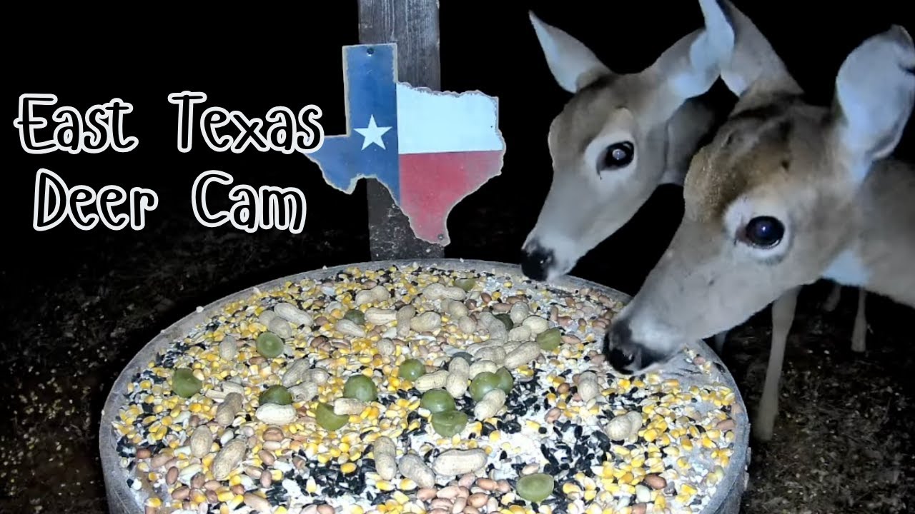 Night Deer Cam 🌙 | Who Visits the Feeder Tonight? | East Texas Wildlife | Birds Y'all Live