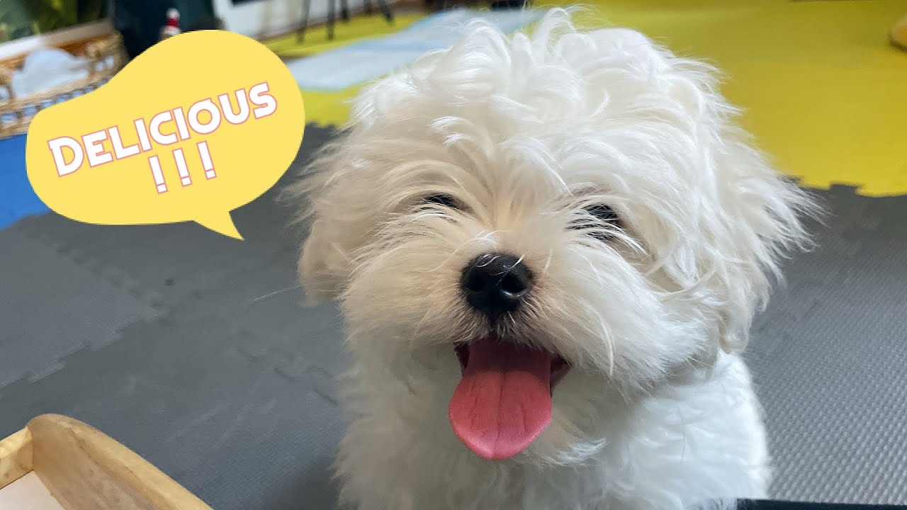 КАК КОРМИТЬ СОБАКУ: Домашняя вкусная еда 🐶