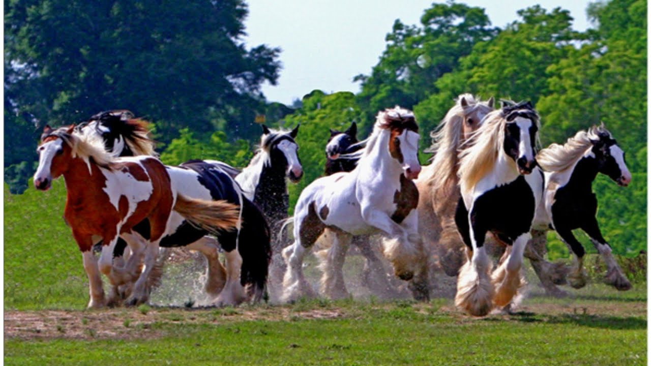 GYPSY VANNER HORSE COMPILATION | WORLD'S MOST BEAUTIFUL HORSE IN THE WORLD | GYPSY VANNER HORSES |