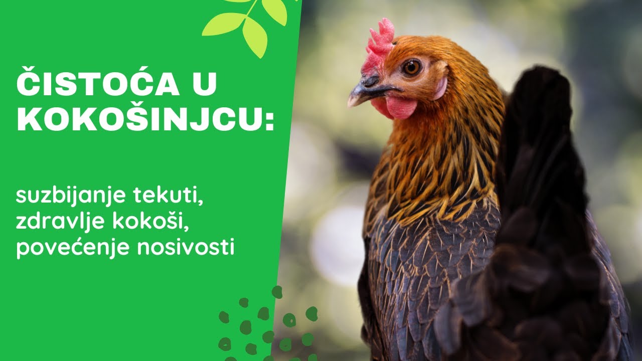 Higijena kokošinjca: Preduvjet za suzbijanje tekuti, zdrave kokoši i dobru nosivost.
