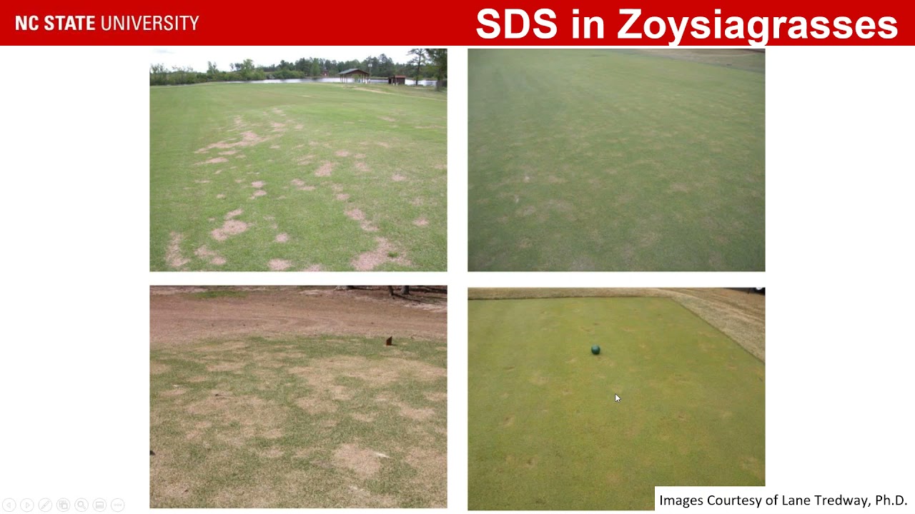 Epidemiology and Management of Spring Dead Spot