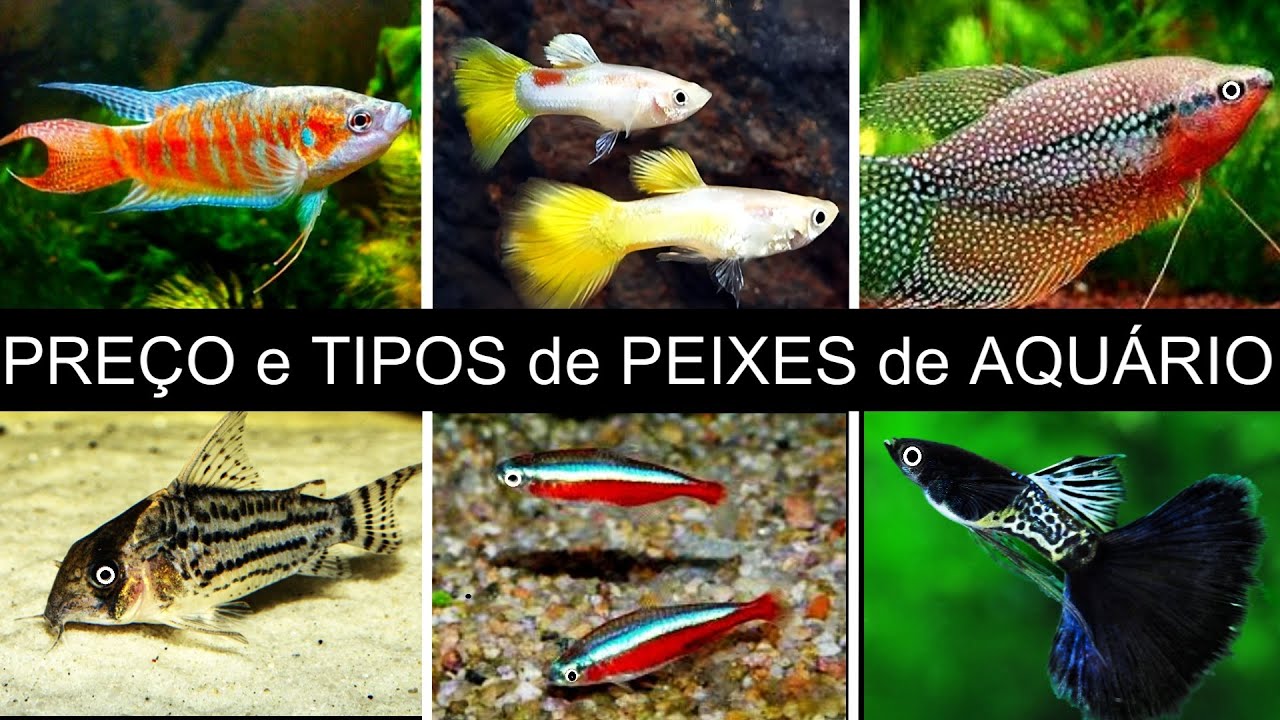 Preço de PEIXES de AQUÁRIO  21/12 - #aquario #aquarismobrasil