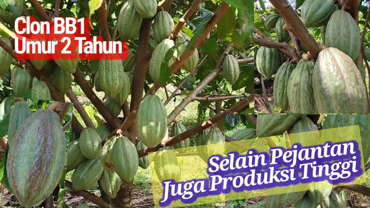 Clon BB1 Umur 2 Tahun, Selain Pejantan juga Produksi Tinggi//MCC02