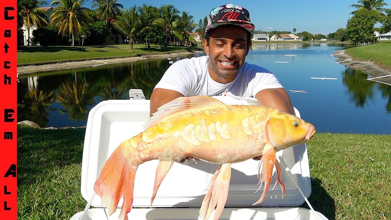 CATCHING RARE BUTTERFLY KOI FISH in LAKE!