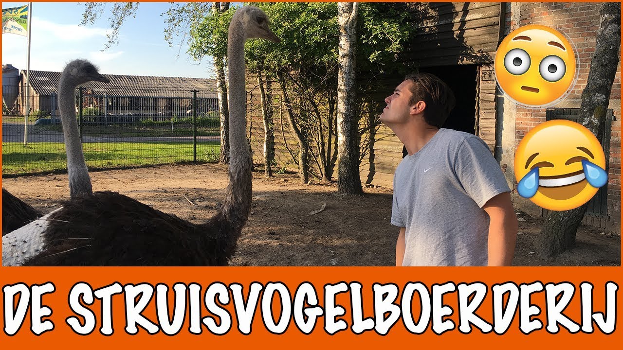 De grootste vogel ter wereld! | DierenpraatTV