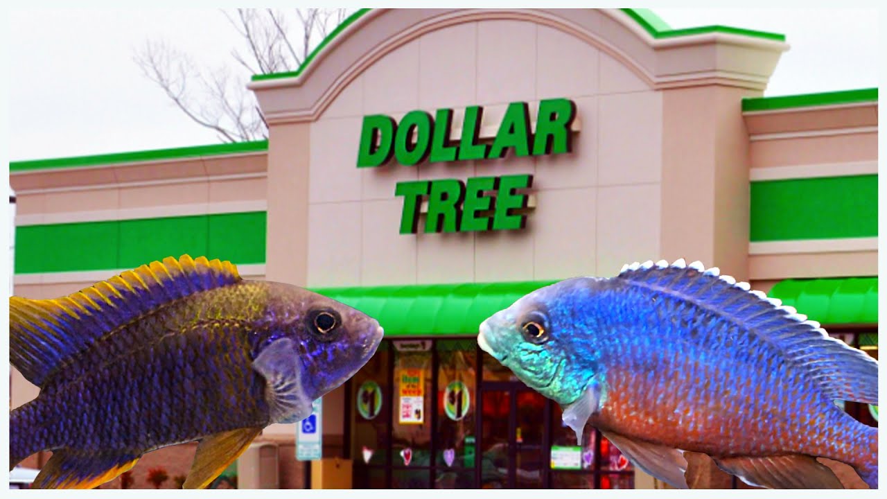 10 Reasons Why to Shop at The Dollar Tree For Aquarium Supplies! (Plus a few bonus tips)