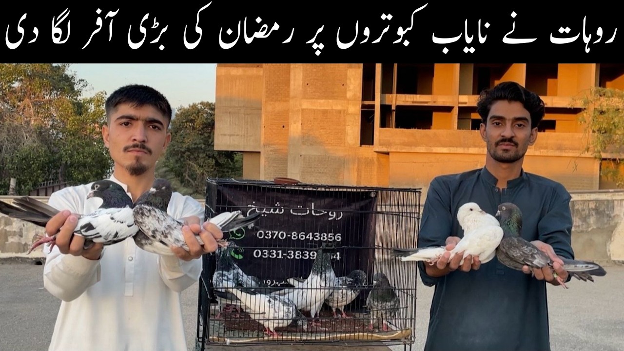 Ruhat High Quality Indain & Pakistani HighFlyer Pigeons Only For Subscribers 😯🥰😃