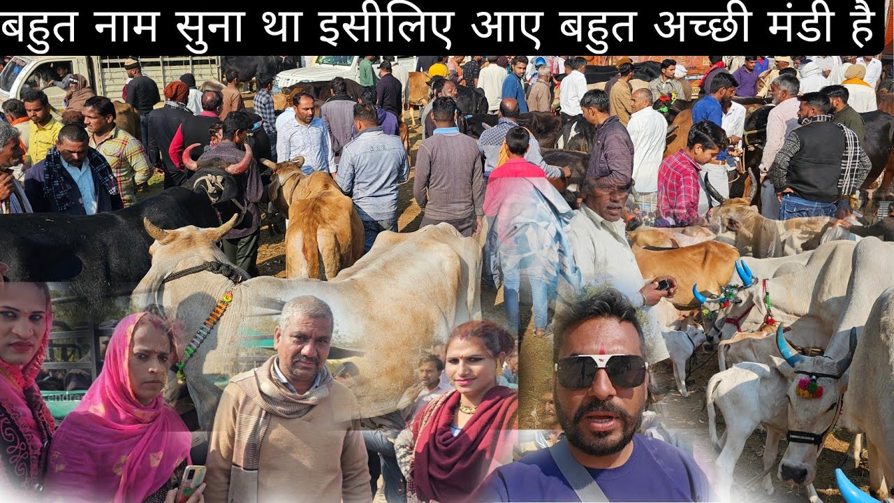 सस्ती गाय यहां से खरीदें #depalpur mp भारत का फेमस गाय बाजार dairy yatra narendrar prajapat