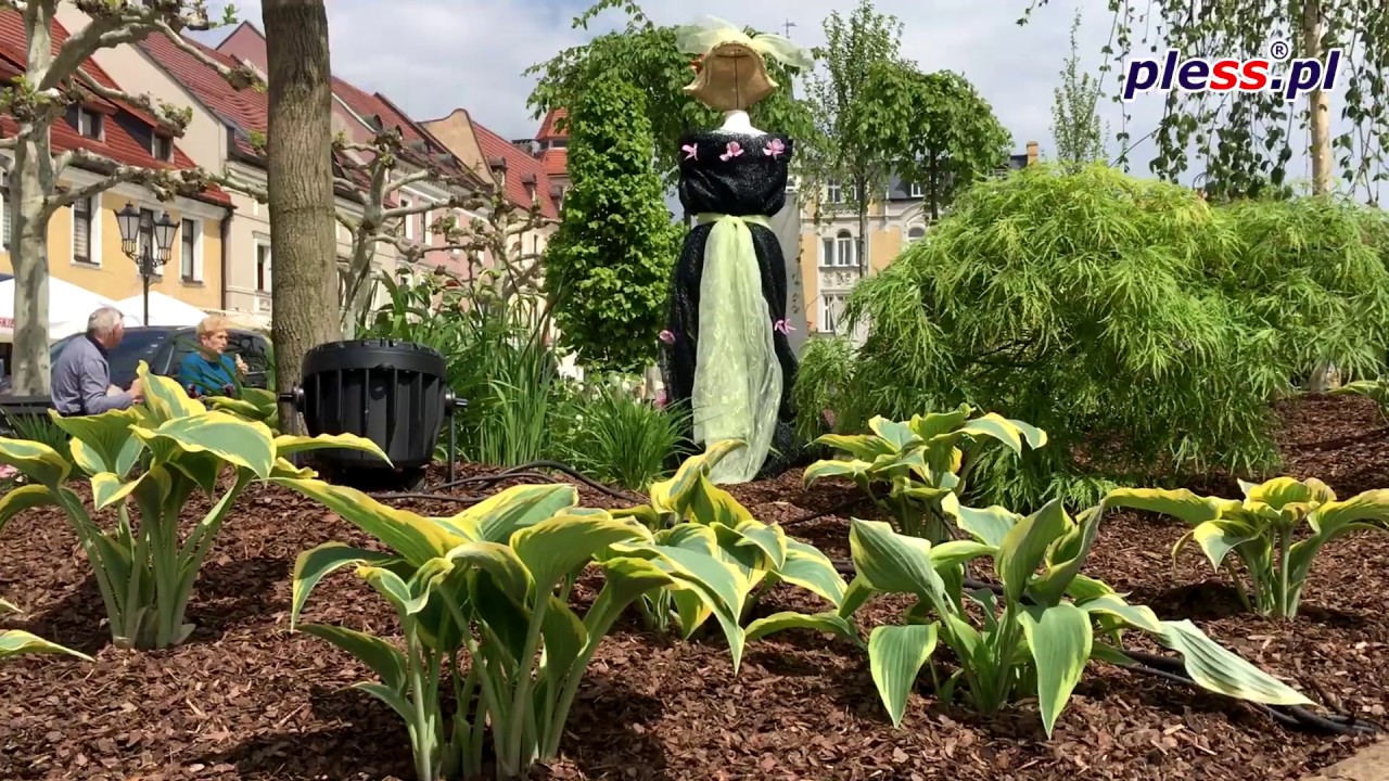 Ogrody Daisy na rynku w Pszczynie - 17.05.2019r.