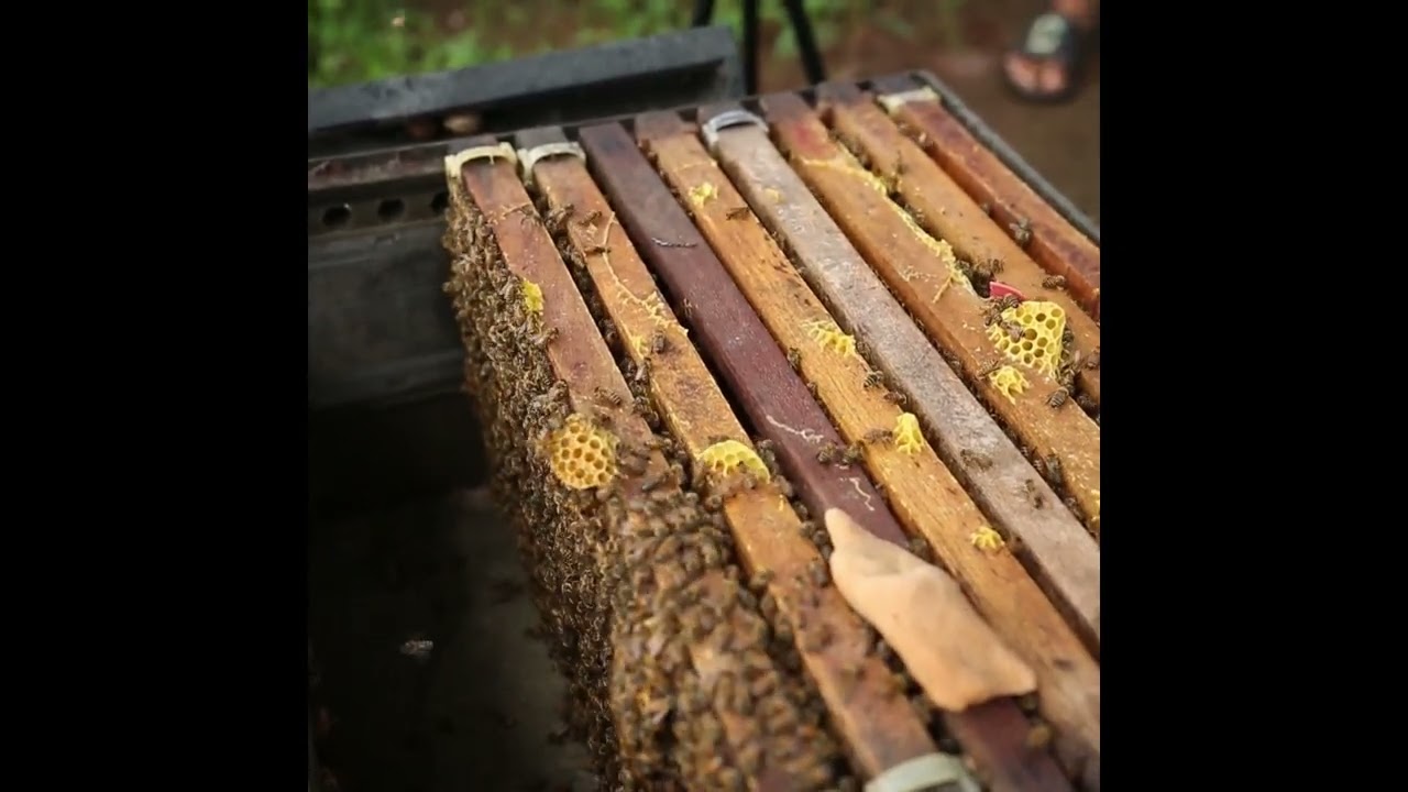 honey bee farm minecraft, honey bee farming for beginners, honey bee farming malayalam,