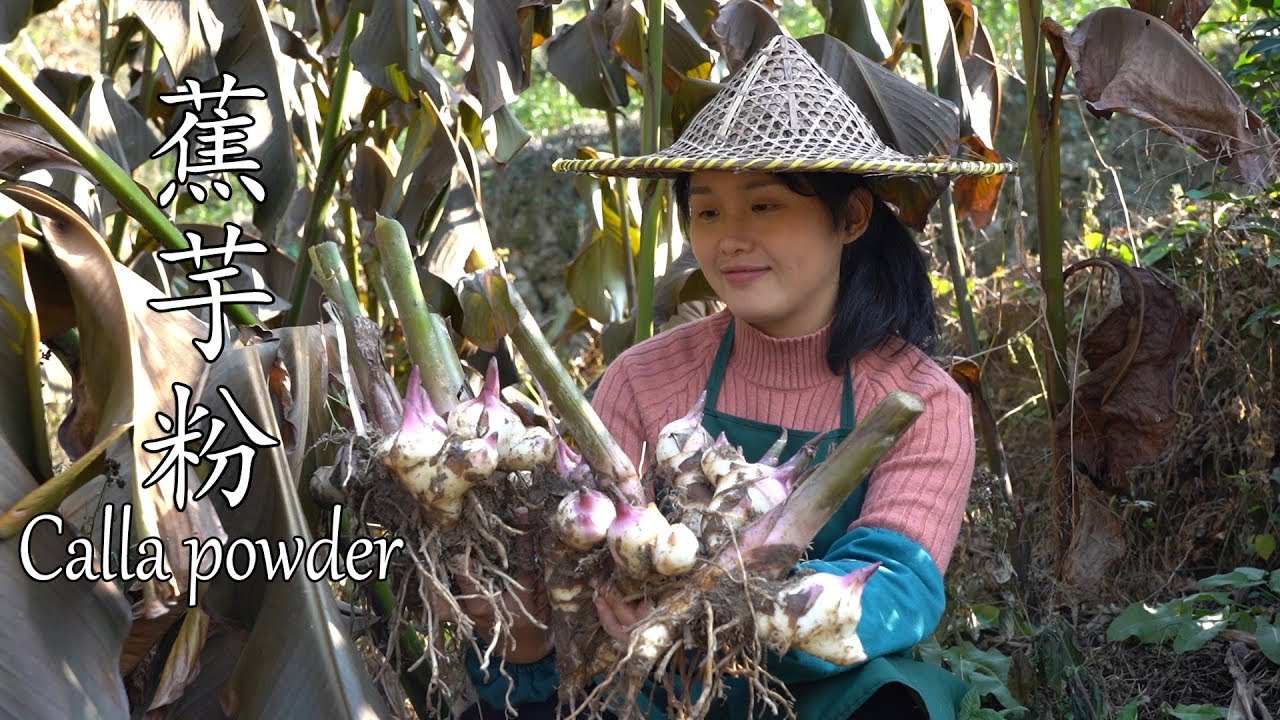 蕉芋粉，天然果冻的好食材，你吃过吗？Calla powder, a good ingredient of natural jelly, have you eaten it?