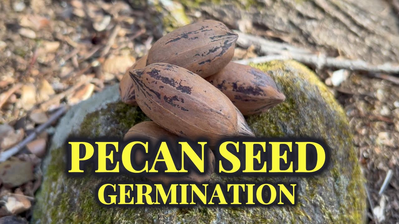 From Seed to Tree: Master the 3-Step Pecan Germination Process