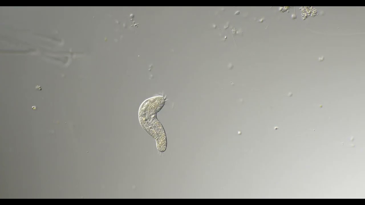 Hypotrich 200x