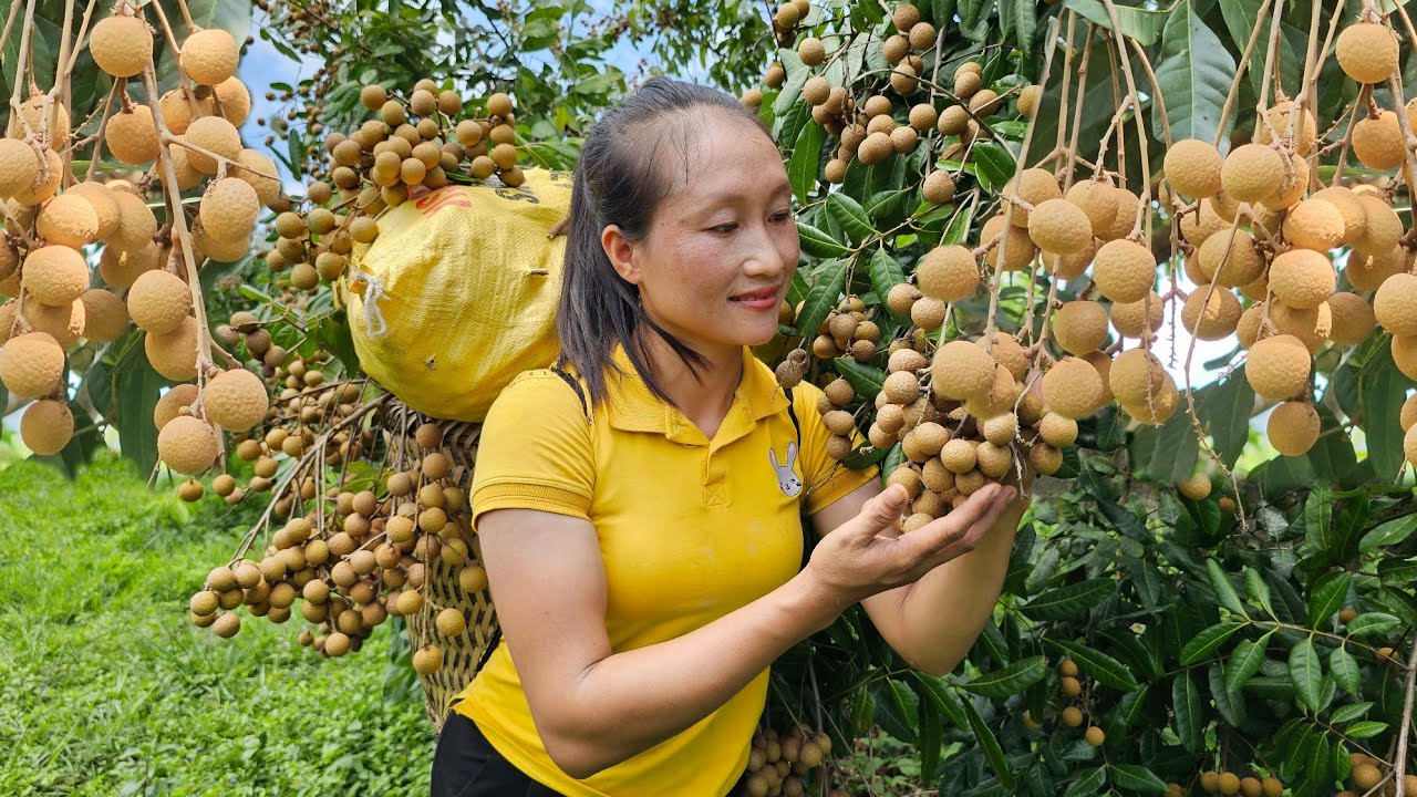 Harvesting Longan End Of Season, Giant Bamboo Shoots to Sell at Market | Ly Thi Tam