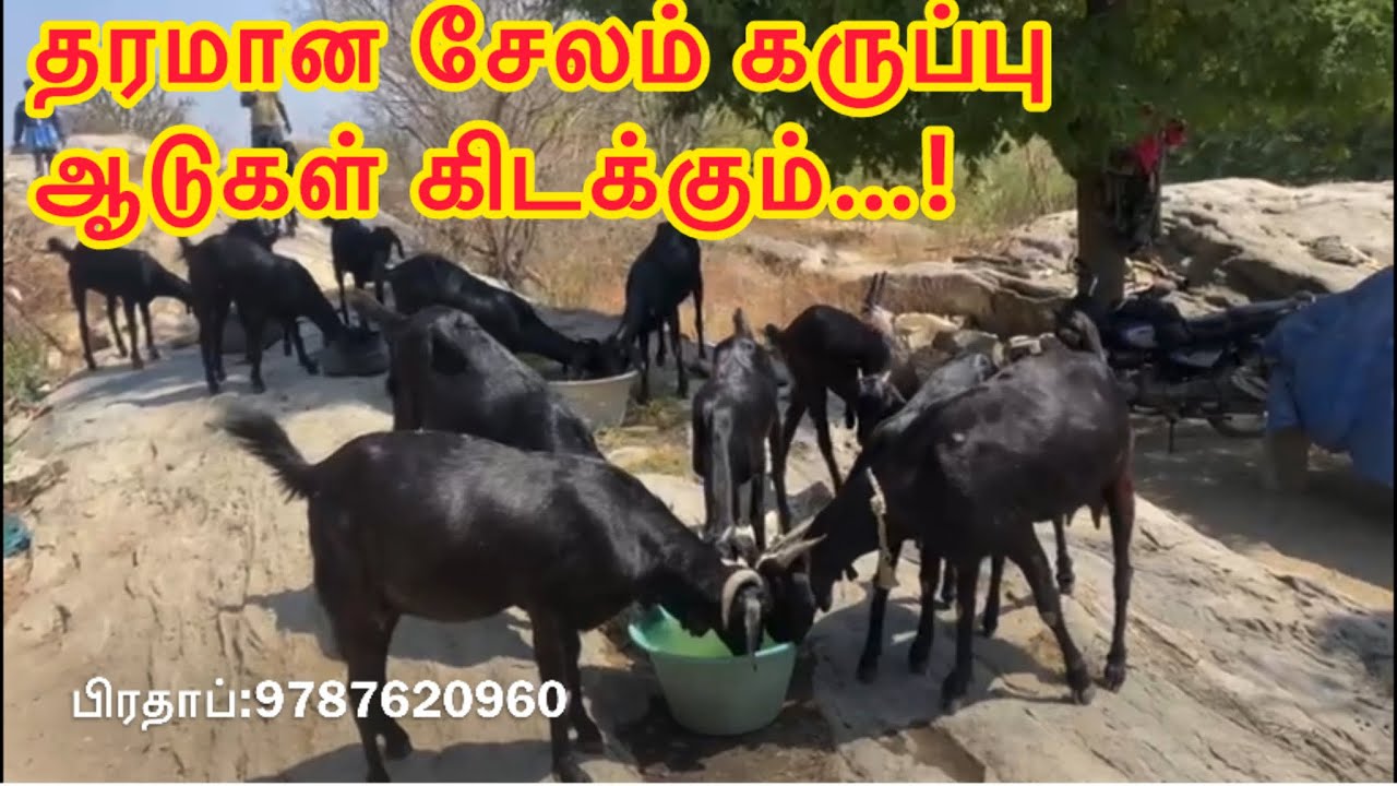 தரமான சேலம் கருப்பு ஆடுகள் தேவைக்கு அணுகவும்: 9787620960