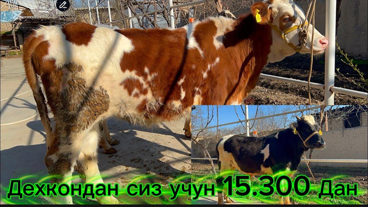 ГИБРИТ БОГОЗ ХУНАЖИНЛАР ТОГРИ ДЕХКОНДАН СОТУВДА БОЗОР 100% КОРМАГАН ИШОНЧЛИК 2026.03.12