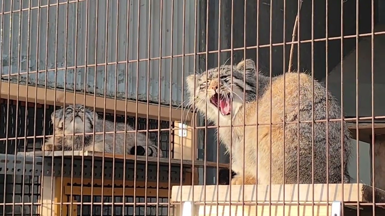 폐원 직전에 얼굴 본 3형제! 근데 한 마리는??