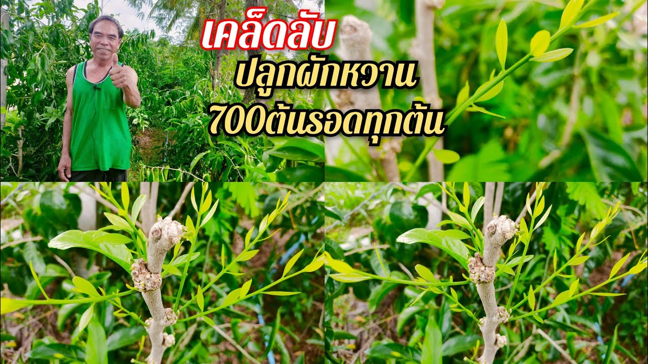 ปลูกผักหวาน