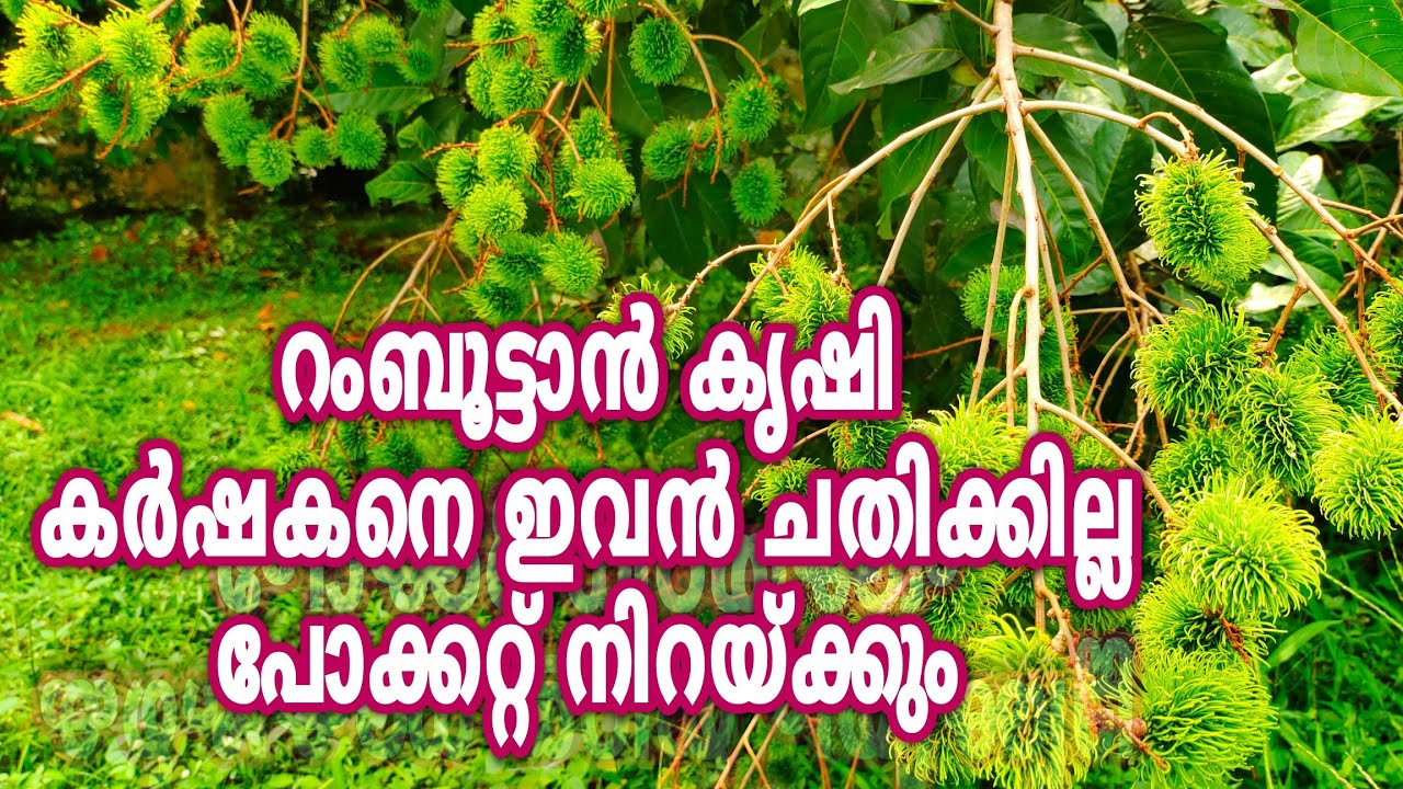 റംബൂട്ടാൻ കൃഷി ചെയ്താൽ കർഷകന് നടുനിവർത്തി നിക്കാം   , Ramboottan farming