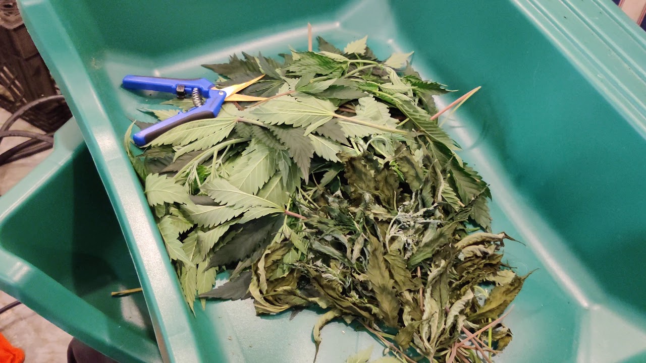 June 13, 2020 Blueberry strain Viparspectra pro p1500