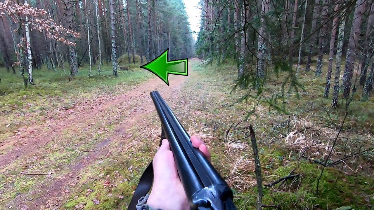 ЗАГОННАЯ ОХОТА. 16 ноября 2019г.