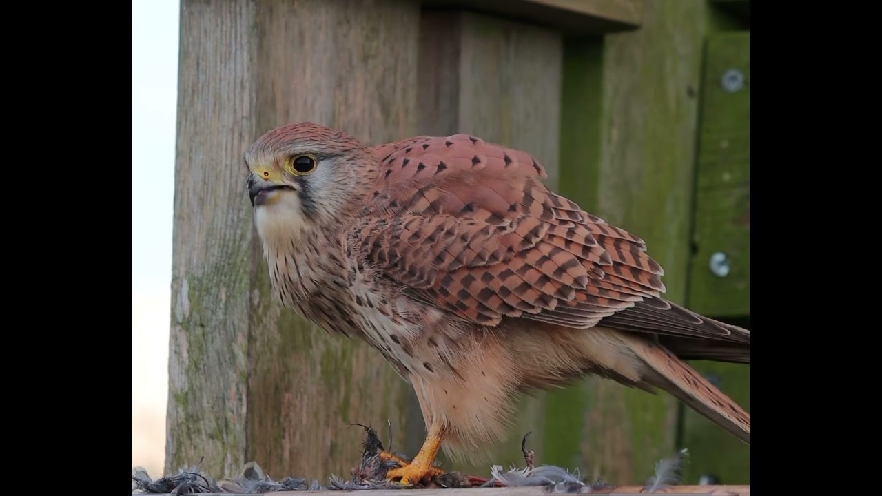 Kestrel eating it&rsquo;s prey / Kerkenez yemini yerken. #birdofprey