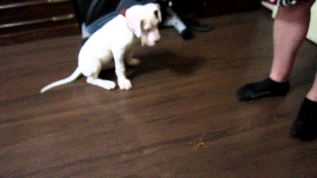 Dogo Argentino Bruno 10 weeks old Working On Basic Training