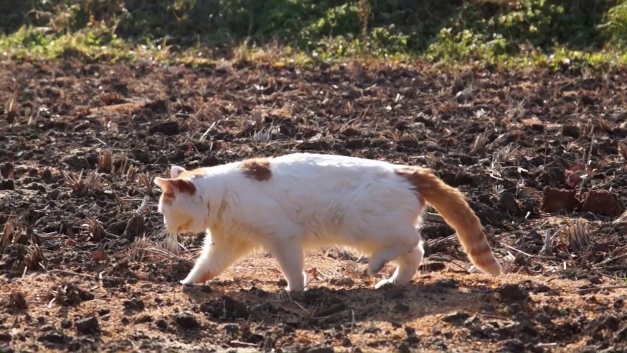 あなほりしろ Cat digging　200326