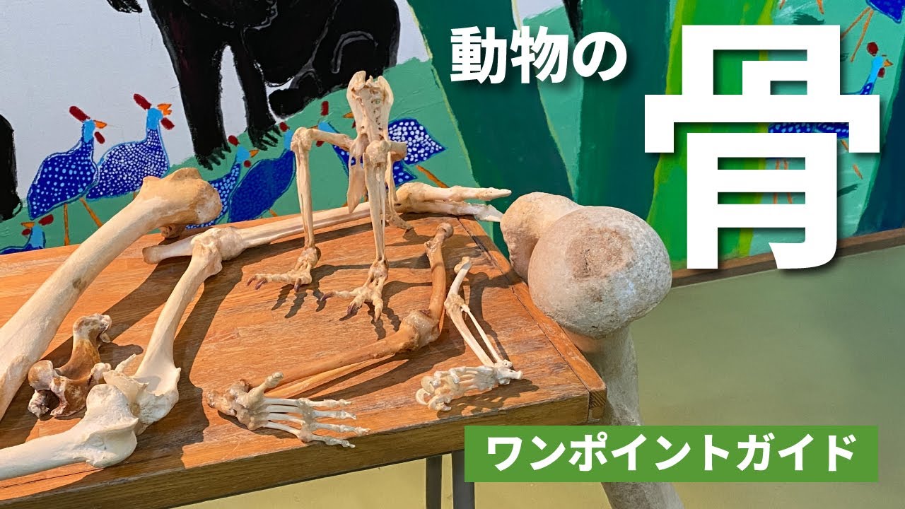 2020.8.10ワンポイントガイド(動物のホネ)