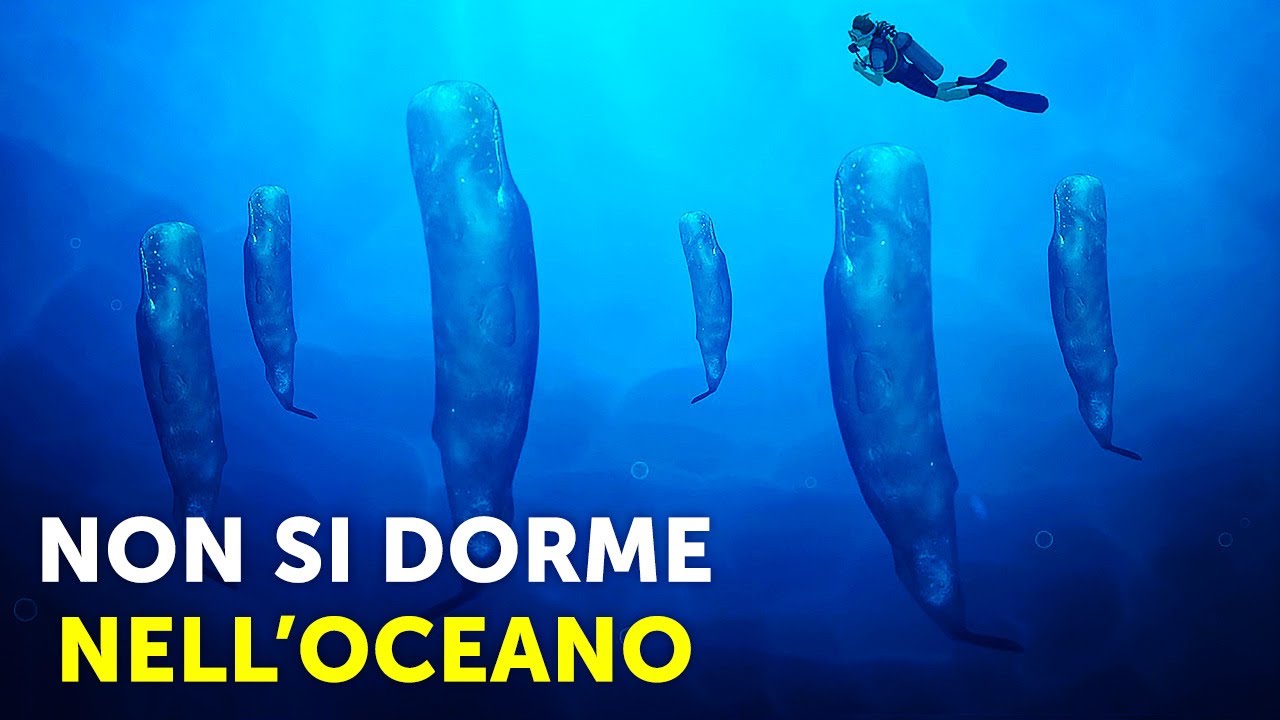 Ecco come gli animali dell’oceano sopravvivono senza dormire
