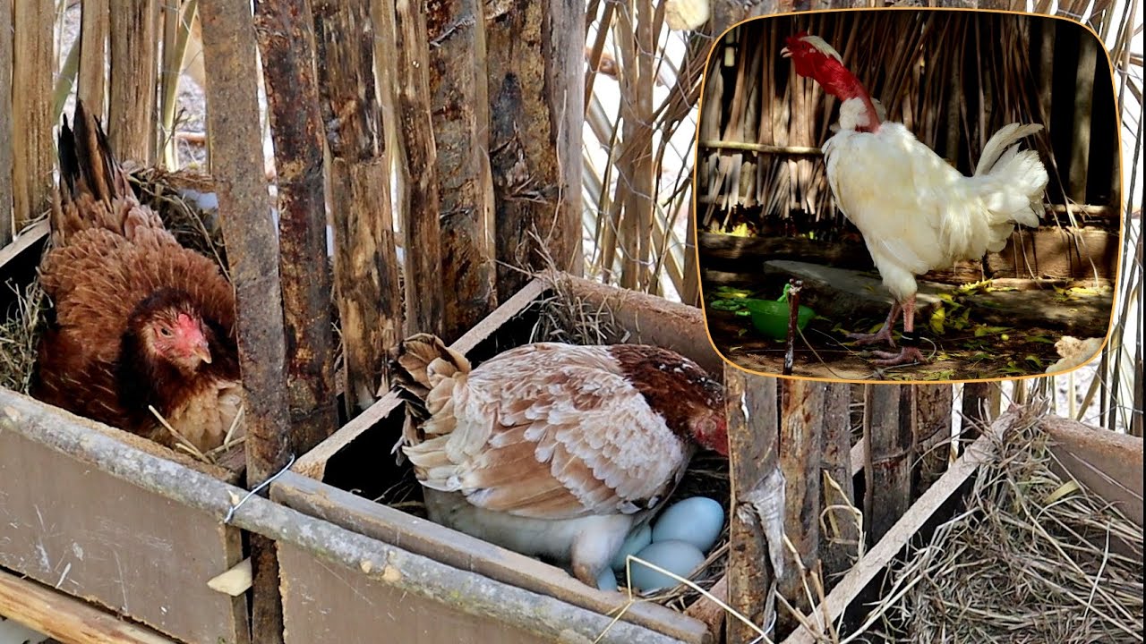 Um galo por empréstimo 🐓😁 Incubação dos ovos das Suras, e mais...