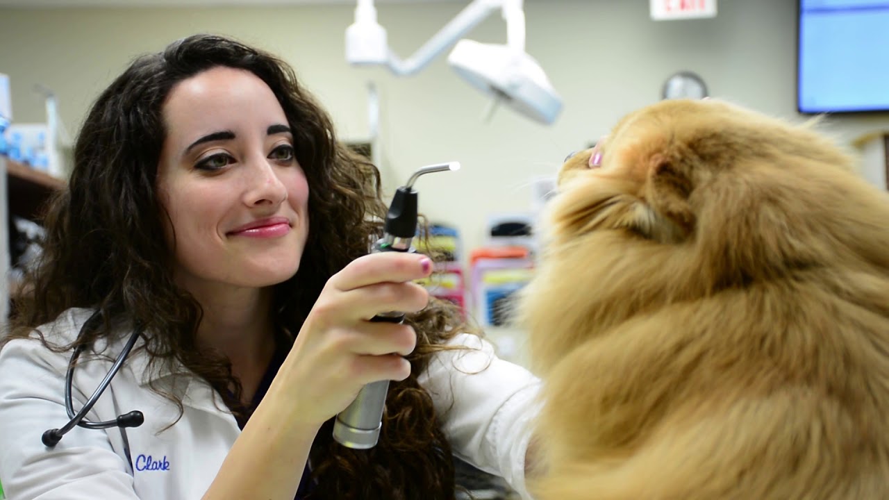 ER | Nashville Veterinary Specialists and Animal Emergency