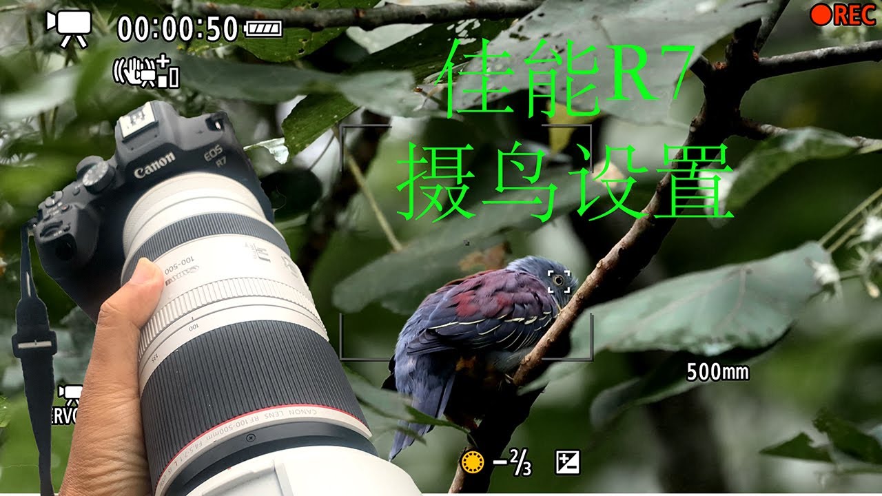 佳能R7 - 个人建议摄鸟设置