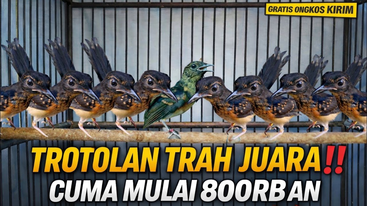 TURUN DRASTIS! MURAI BATU TROTOLAN TRAH JUARA MULAI 800RB AN GRATIS ONGKIR