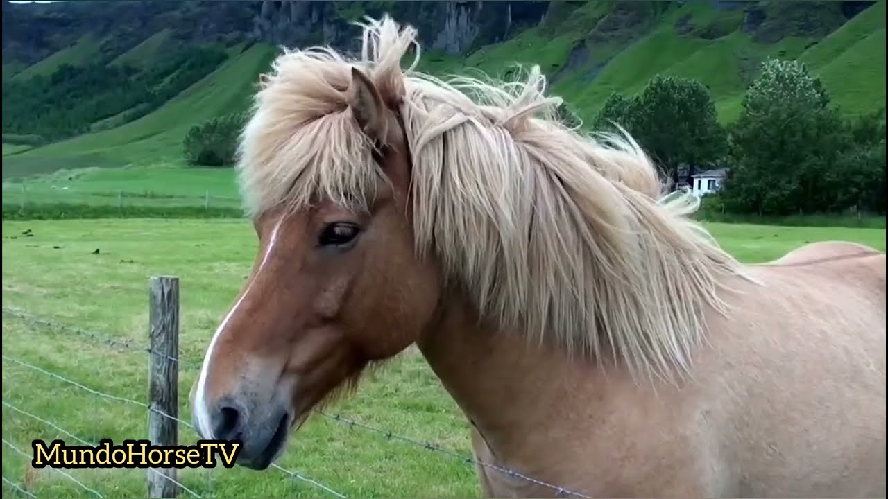 El Caballo Islandés.🐎( The Icelandic Horse ).