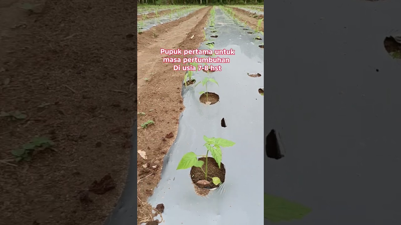 one week old chili pepper leak